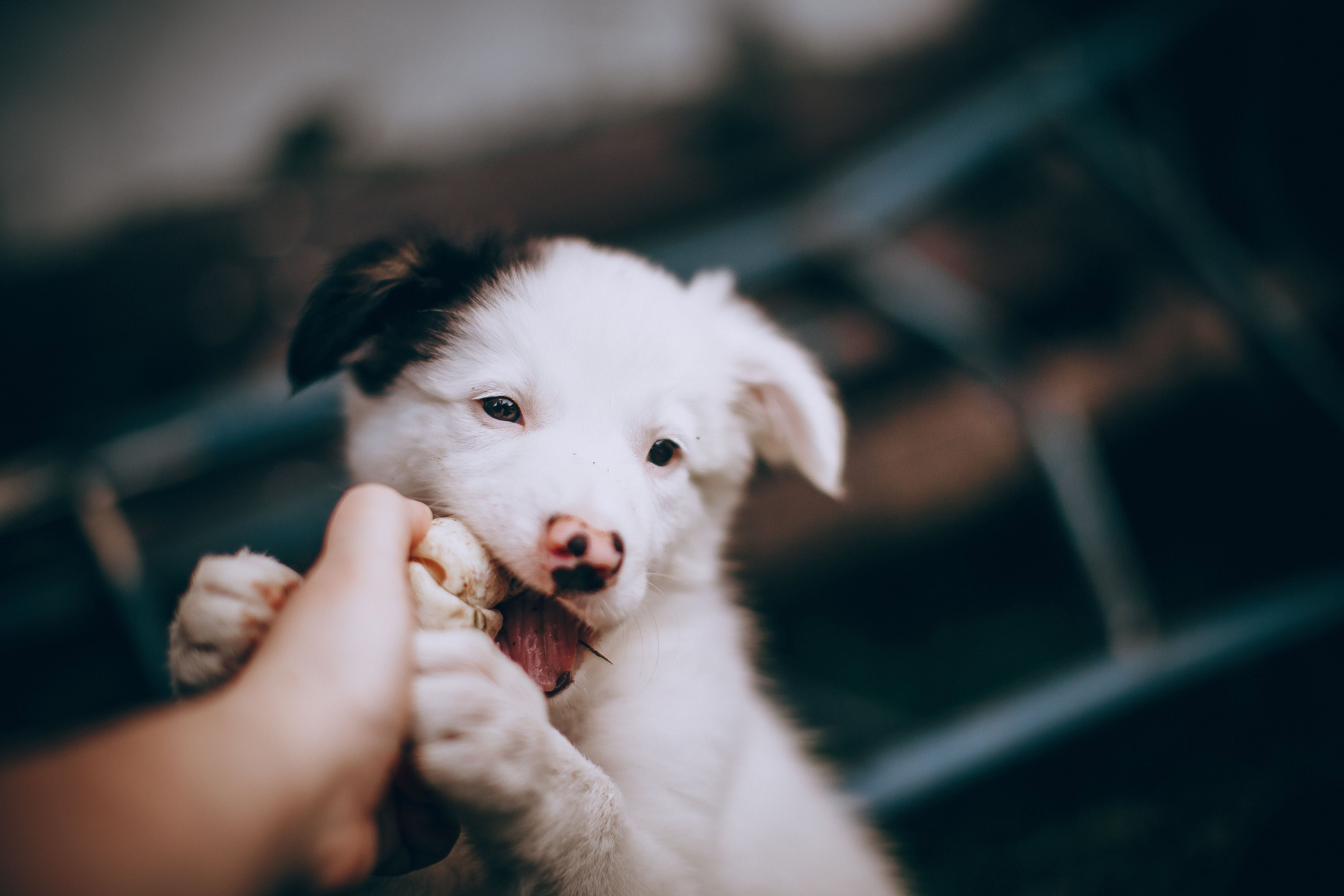 Een puppy in huis: de complete checklist voor de eerste weken