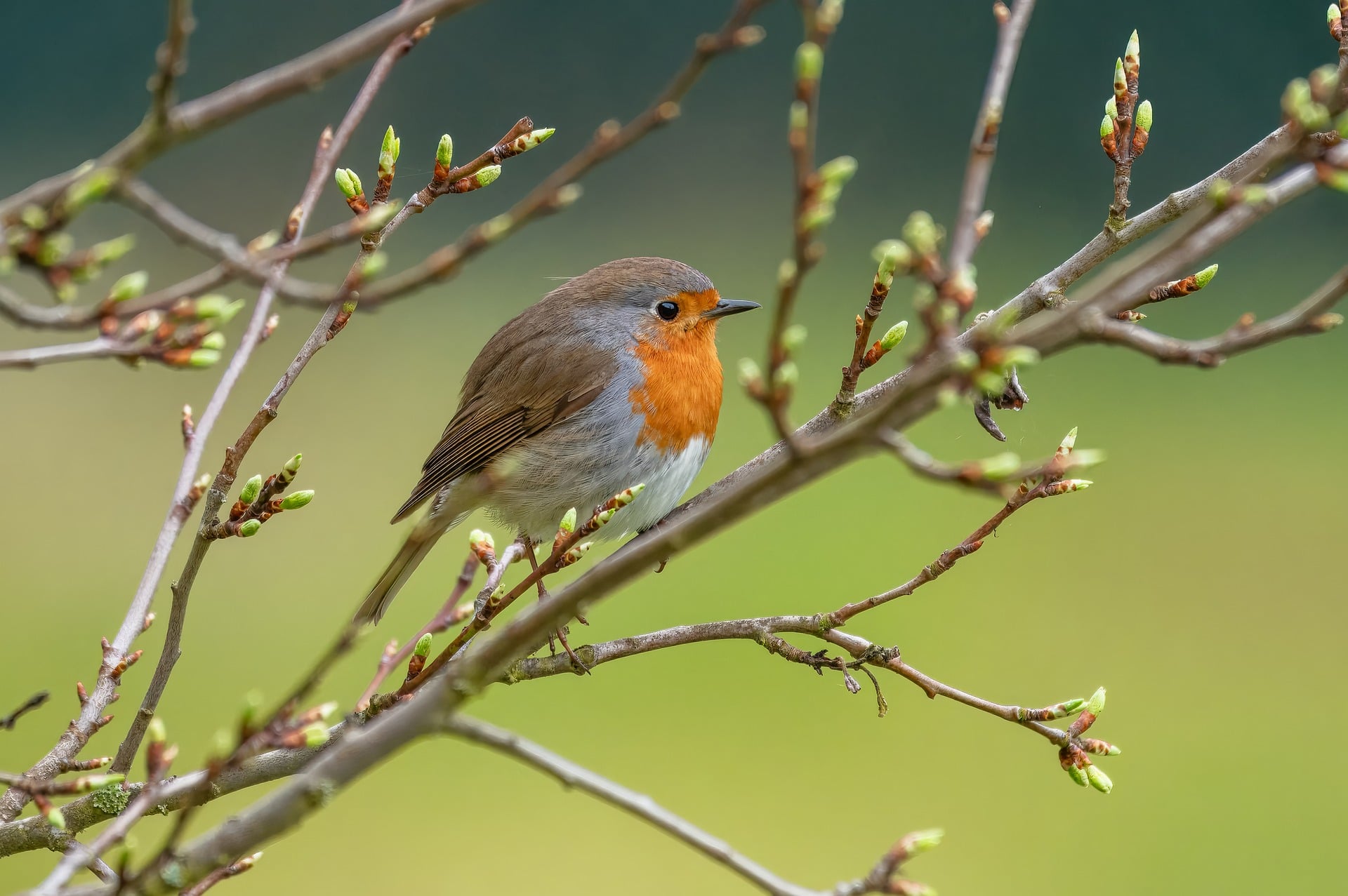 Vogels
