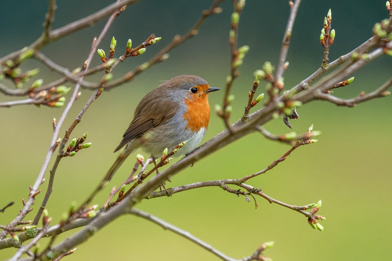 Vogels