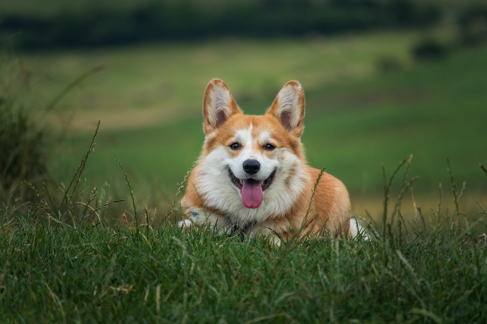Honden