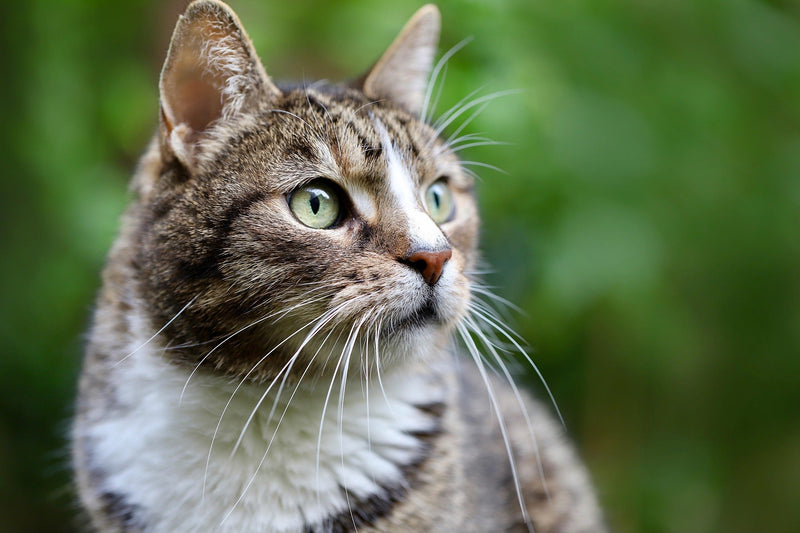 Katten