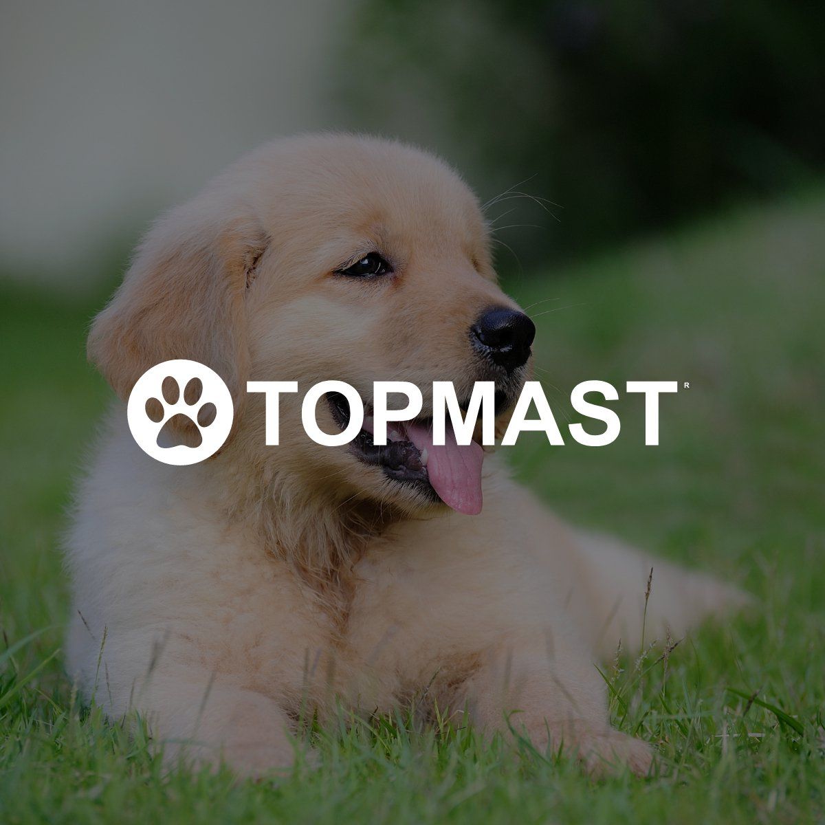 Topmast Nylon Puppyren - Rond - Opvouwbaar - Grijs