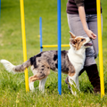 Topmast Agility Slalom set 6 palen