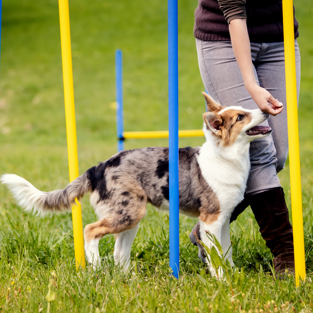 Topmast Agility Slalom set 6 palen